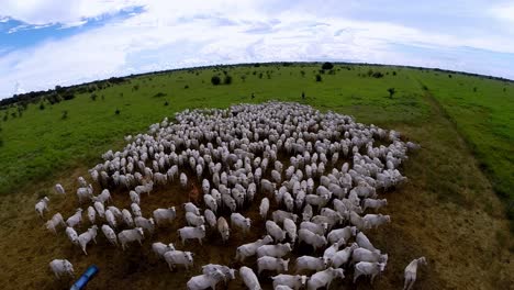 Aerial-footage-with-a-curved-horizon-of-a-herd-of-cattle-in-a-pasture