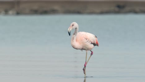 A-chilean-flamingo-walking-on-shallow-water-on-mar-chiquita-lake,-Cordoba,-Argentina
