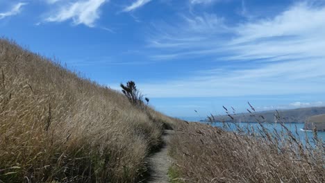 Golden-grass-sways-gently-on-either-side-of-walking-track-in-summertime---Godley-Head-Loop-Track,-Banks-Peninsula