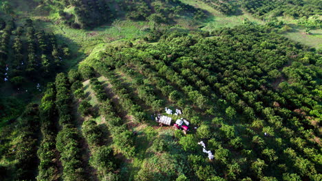 Toma-Aérea-De-Agricultores-Con-Un-Tractor-Trabajando-En-Un-Campo-De-Naranjos-En-Penonomé,-Panamá