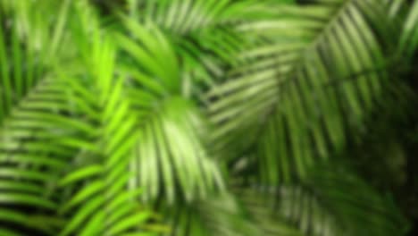 Dschungel,-Natur,-Verschwommener-Hintergrund,-Grüne-Blumen,-Wald,-Regenwald,-Verschwommenes-Bokeh,-4K-Hintergründe,-YouTube