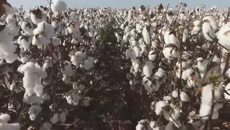 Camera-advancing-through-the-middle-of-a-cotton-crop-ready-for-harvesting