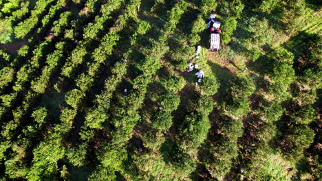 Aerial-shot-of-farmers-working-in-an-orange-grove-in-Penonome,-Cocle,-Panama