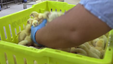 Close-up-of-worker-picking-up-chicks-raised-in-a-poultry-production-house