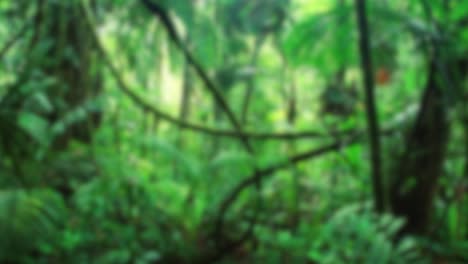 Dschungel,-Natur,-Verschwommener-Hintergrund,-Grüne-Blumen,-Wald,-Regenwald,-Verschwommenes-Bokeh,-4K-Hintergründe,-YouTube