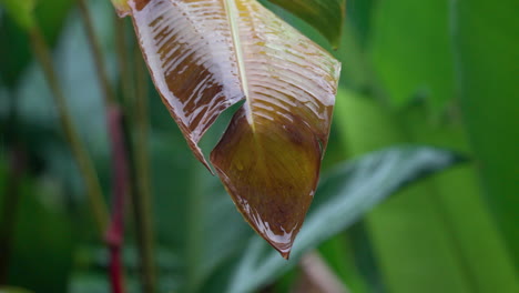 Rain-hits-the-wilt-leaves-of-tropical-green-plant,-water-droplets-slide-down