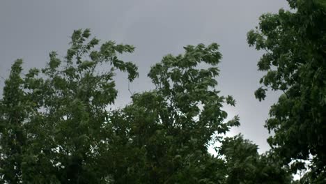 Nature-storm-wind-canopy-2