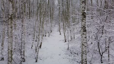 Caminar-Sobre-Un-Bosque-Cubierto-De-Nieve,-Paisaje-Invernal-Escénico-Concepto-De-Cambio-Climático