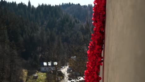 Rote-Rosen-Hängen-Vom-Schloss-Bran,-Rumänien,-Europa