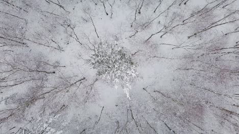 drone-rotate-above-winter-scenic-landscape-with-fresh-snow-falling-in-cold-seasons,-tree-covered-in-snow-and-calm-quiet-unpolluted-natural-environment