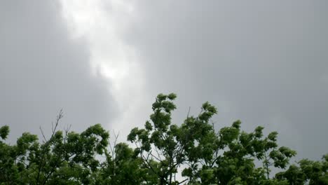 Nature-storm-wind-canopy-1