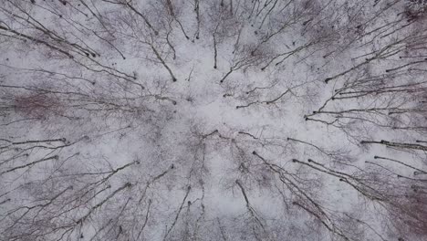 Drohne-Rotiert-über-Schneebedeckten-Winterwaldlandschaftswäldern,-Die-Mit-Weißem-Neuschnee-Bedeckt-Sind