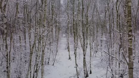 walking-POV-in-forest-snowy-winer-woodlands-white-snow-landscape