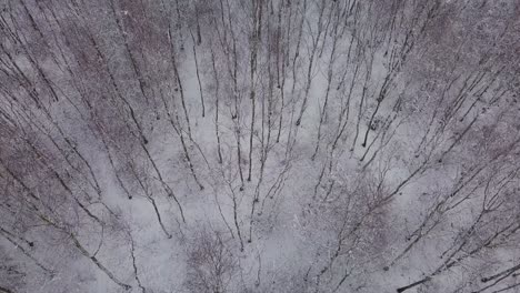 Luftaufnahme-Einer-Schneeweißen-Winterlandschaft-Von-Oben-Nach-Unten-Mit-Natürlichem-Wald,-Der-Nach-Schneefall-Bedeckt-Ist