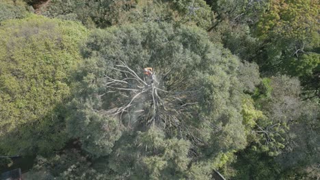 Fotografía-Aérea-Con-Drones-De-Un-Trabajador-De-La-Ciudad-Recortando-Ramas-De-árboles