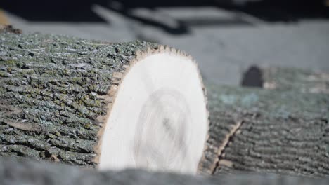 Freshly-cut-wood-trees-by-a-lumberjack