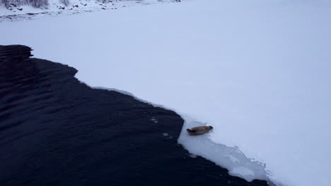 Medium-orbit-shot-of-a-fjord-seal-laying-at-the-edge-of-sea-ice-on-a-snowy-winter-day-in-Sigerfjord-Norway