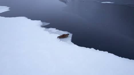 Medium-aerial-shot-of-a-fjord-seal-laying-at-the-edge-of-the-sea-ice-with-falling-snow-and-the-reflection-of-the-mountains