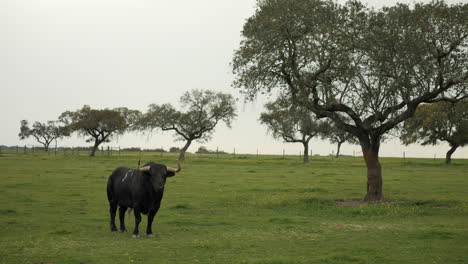 4K-footage-of-a-angry-bull-standing-in-a-green-field