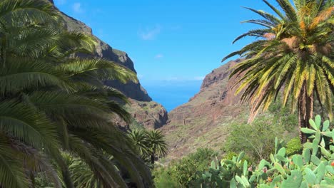 Tropical-View-Of-Maska-Village-With-Palm-Trees-And-Cactus-In-The-Foreground,-Mountain-Valley,-Ocean-And-Blue-Sky-In-The-Background,-Tenerife,-Spain