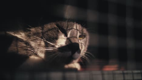 Cat-looking-through-cage,-captured
