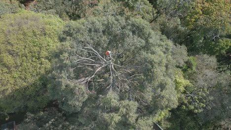 Overhead-Drone-Shot-of-City-Worker-Cutting-top-of-Tree-Trunk-with-Chainsaw