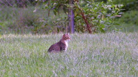 Domestic-tabby-cat-sitting-alone-and-without-a-collar-in-a-grass-field-on-a-sunny,-Summer-afternoon