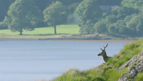 Schottland,-Rothirsch-–-Lustige-Profilaufnahme-Eines-Hirsches-Vor-Dem-See