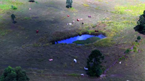 Animal-Herd-Grazing-On-The-Pasture-Land-With-Small-Lake-In-North-Of-Brisbane,-QLD-Australia