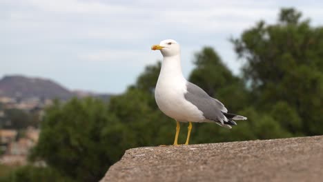 Close-up-of-curious-seagull-sitting-on-stone-against-green-scenery