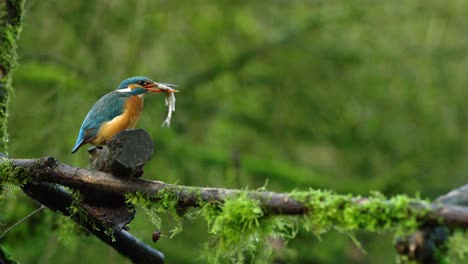Eurasian-kingfisher-smacks-wriggling-fish-on-wood,-swallows-it-and-then-poops