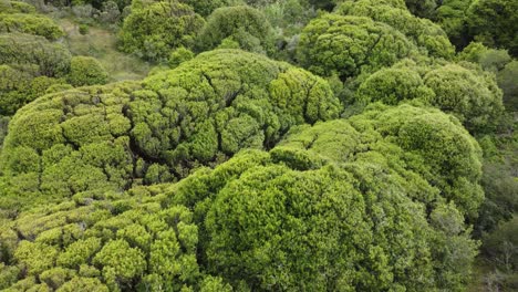 Aerial-Top-View-Of-Summer-Green-Trees-In-Wild-Forest,-California