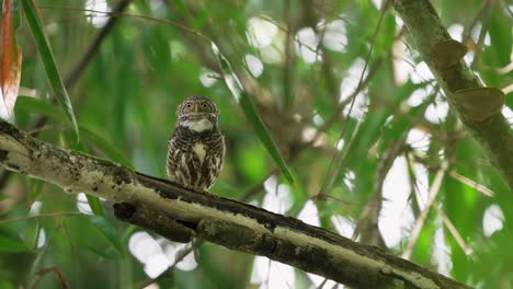 Collared-Owlet-Chirping-while-Perching-on-Thick-Swaying-Branch