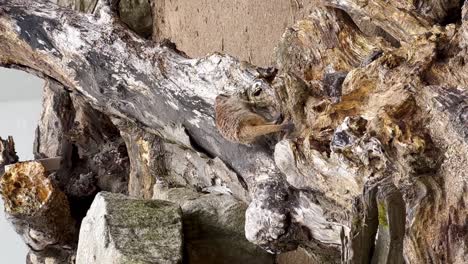 Meerkat-climbing-a-broken-branch,-Dublin-Zoo,-Ireland