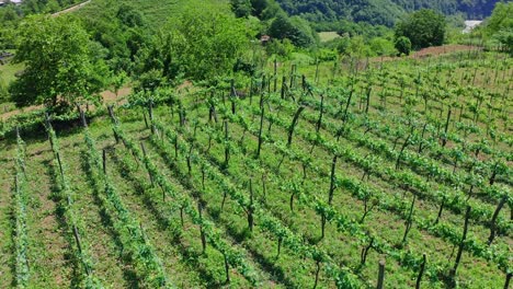 Household-Vineyards-In-Mountains-Of-Adjara,-Georgia