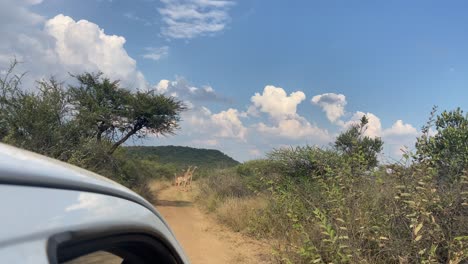 Inside-safari-vehicle-shot-of-group-of-giraffes-standing-on-dirty-road