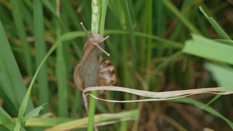 Nahaufnahme-Einer-Apfelschnecke,-Die-Sich-Auf-Einem-Reisfeld-Bewegt