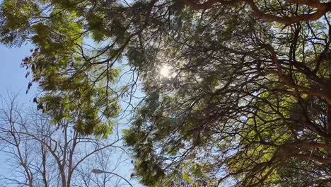 Langsam-Gleitende-Bilder-Der-Sonne-Und-Des-Blauen-Himmels-Durch-Die-Äste-Der-Bäume