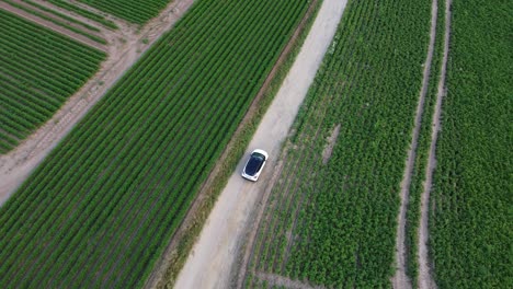Car-driving-in-the-middle-of-the-farm-fields