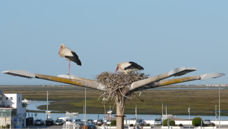 Close-up-static-shot-of-storks-in-nest,-Ria-Formosa-in-background,-Faro,-Portugal