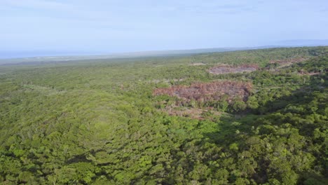 Luftüberflug-Mit-Grünen-Mangrovenwäldern,-Bäumen-Und-Pflanzen-An-Sonnigen-Tagen-In-Pedernales,-Dominikanische-Republik