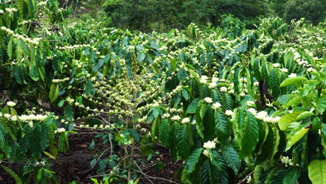 Primer-Plano-Panorámico-De-La-Plantación-De-Café-Con-Flor-Blanca-Floreciente,-Producción-De-Vietnam-Agricultura-Bebida-Orgánica