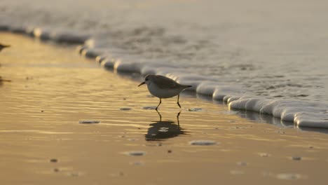 Sanderling-Bird-Cámara-Lenta-Huyendo-De-Romper-La-Espuma-De-La-Ola-En-La-Playa-Holandesa-Al-Atardecer