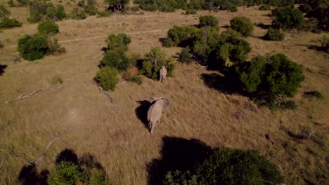 Wild-Elephants-Grazing-In-South-African-National-Park-Savanna,-Aerial
