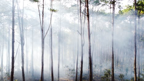 Smoke-in-forest-coming-from-fire-outbreak