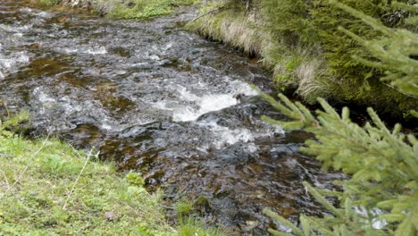 Small-stream-flowing-in-nature-with-pine-trees-and-grass-around-it