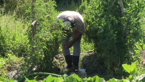 Farmer-leaves-the-water-running,-to-water-the-tomatoes-and-other-vegetables-in-the-garden