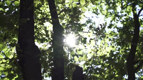 Bright-Sunlight-Peeking-Through-Lush-Tree-Foliage-In-Early-Morning