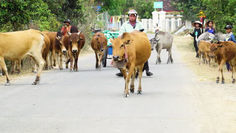 Static-view-of-passing-cows-on-a-rural-road-with-motorcycles