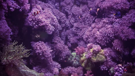 Imágenes-De-4k-De-Peces-Exóticos-Y-Corales-En-El-Acuario-En-La-Isla-De-Malta-En-Malta
